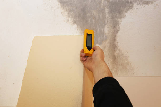 Best Comprehensive Air Testing for Mold Contaminants  in North Wilkesboro, NC