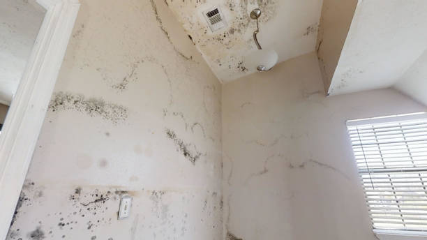 Best Attic Mold Removal  in North Wilkesboro, NC