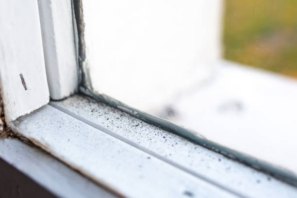 Best Forensic Mold Investigation  in North Wilkesboro, NC