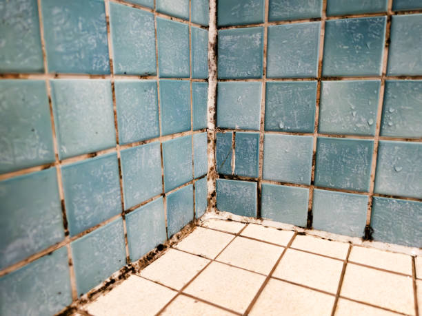 Best Mold Odor Removal Services  in North Wilkesboro, NC