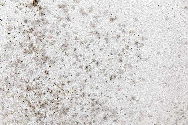 Best Airborne Mold Testing  in North Wilkesboro, NC