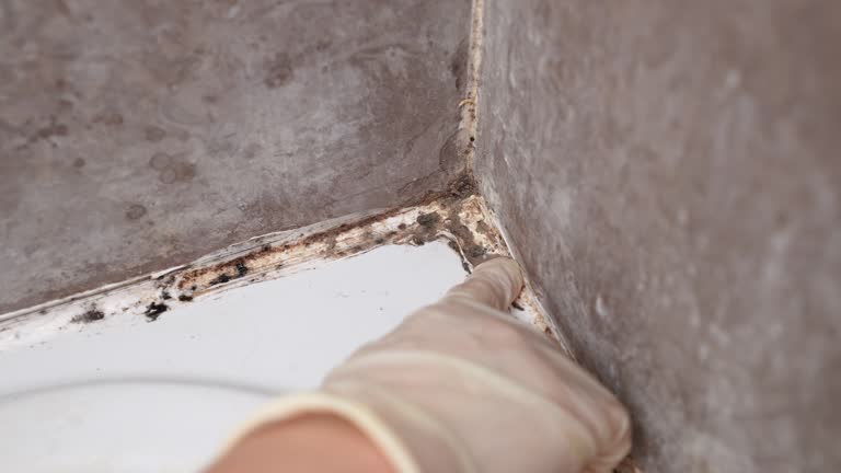 Environmental Consulting for Mold Prevention in North Wilkesboro, NC